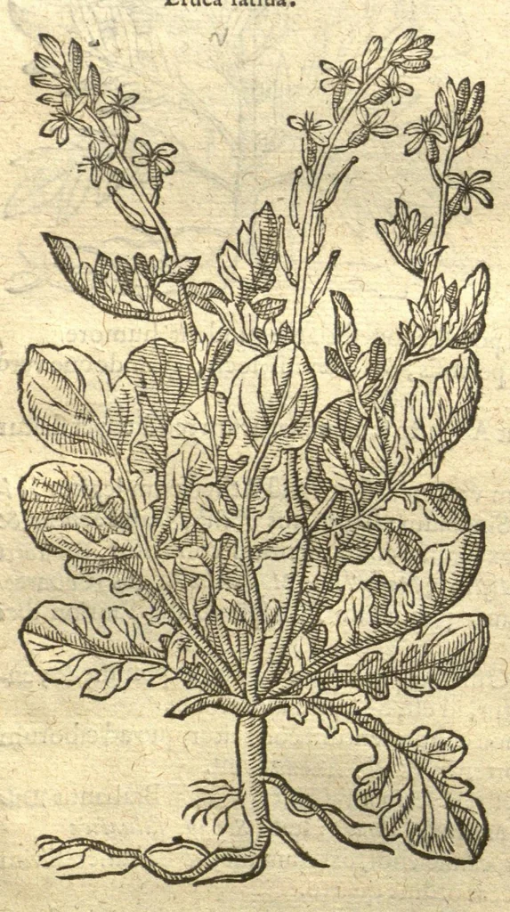 An illustration from Remberti Dodonaei ... Stirpium historiae pemptades sex, sive libri XXX. Varie ab auctore, paullo ante mortem, aucti & emendati., 1616, leaf 724