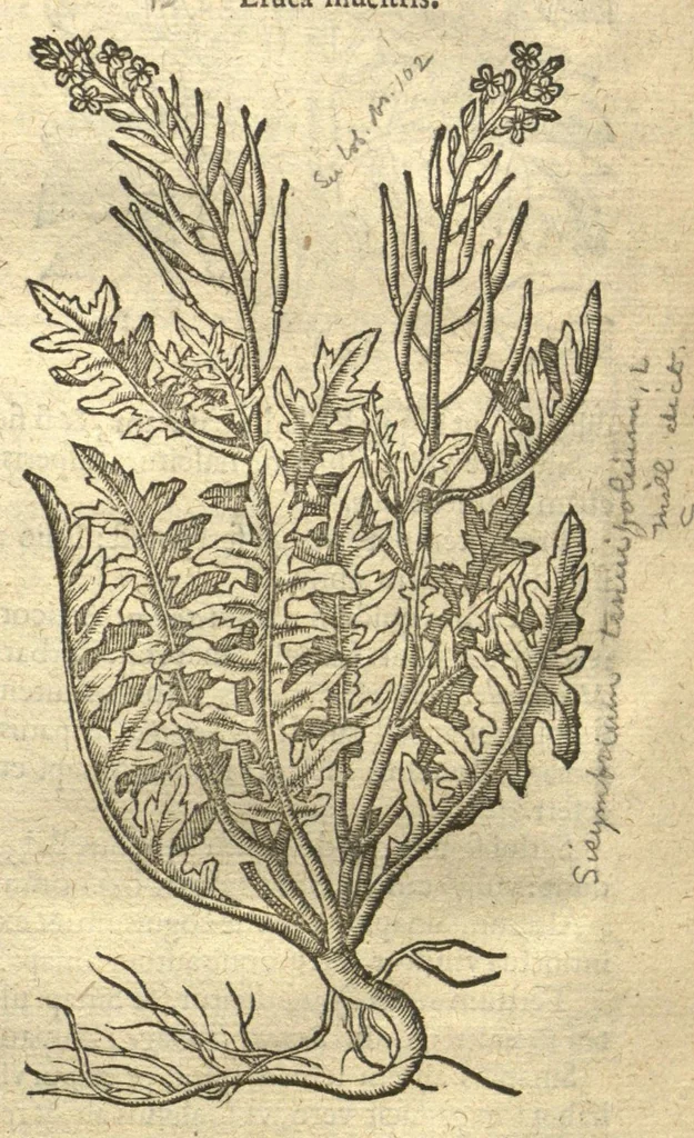 An illustration from Remberti Dodonaei ... Stirpium historiae pemptades sex, sive libri XXX. Varie ab auctore, paullo ante mortem, aucti & emendati., 1616, leaf 724