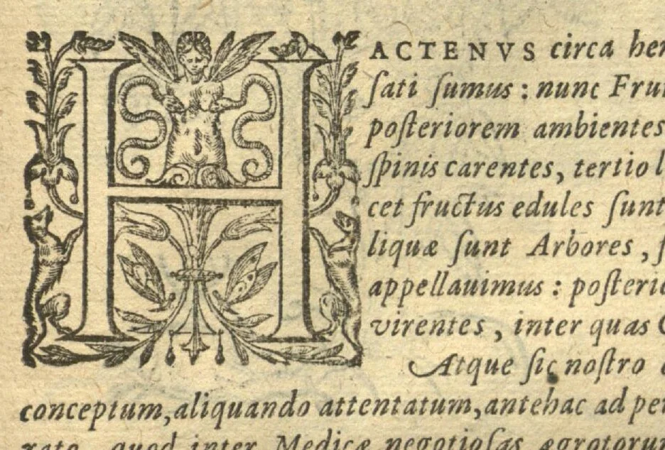 An illustration from Remberti Dodonaei ... Stirpium historiae pemptades sex, sive libri XXX. Varie ab auctore, paullo ante mortem, aucti & emendati., 1616, leaf 757