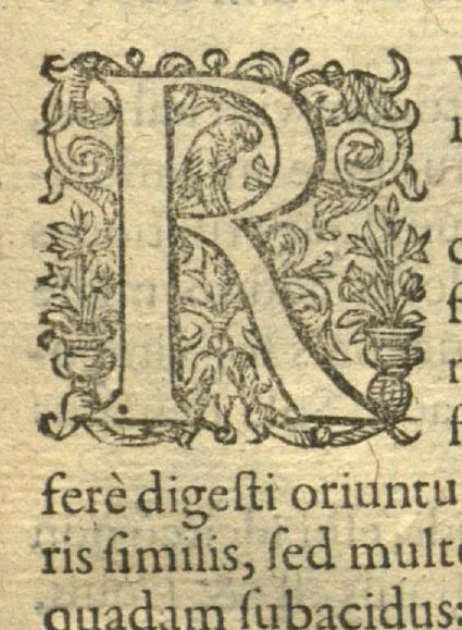 An illustration from Remberti Dodonaei ... Stirpium historiae pemptades sex, sive libri XXX. Varie ab auctore, paullo ante mortem, aucti & emendati., 1616, leaf 757