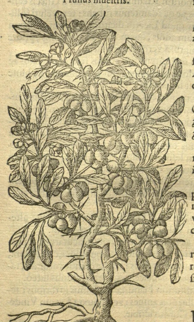 An illustration from Remberti Dodonaei ... Stirpium historiae pemptades sex, sive libri XXX. Varie ab auctore, paullo ante mortem, aucti & emendati., 1616, leaf 769