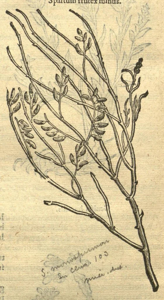 An illustration from Remberti Dodonaei ... Stirpium historiae pemptades sex, sive libri XXX. Varie ab auctore, paullo ante mortem, aucti & emendati., 1616, leaf 780