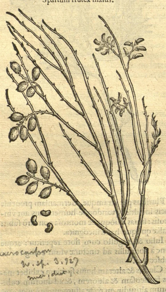 An illustration from Remberti Dodonaei ... Stirpium historiae pemptades sex, sive libri XXX. Varie ab auctore, paullo ante mortem, aucti & emendati., 1616, leaf 780