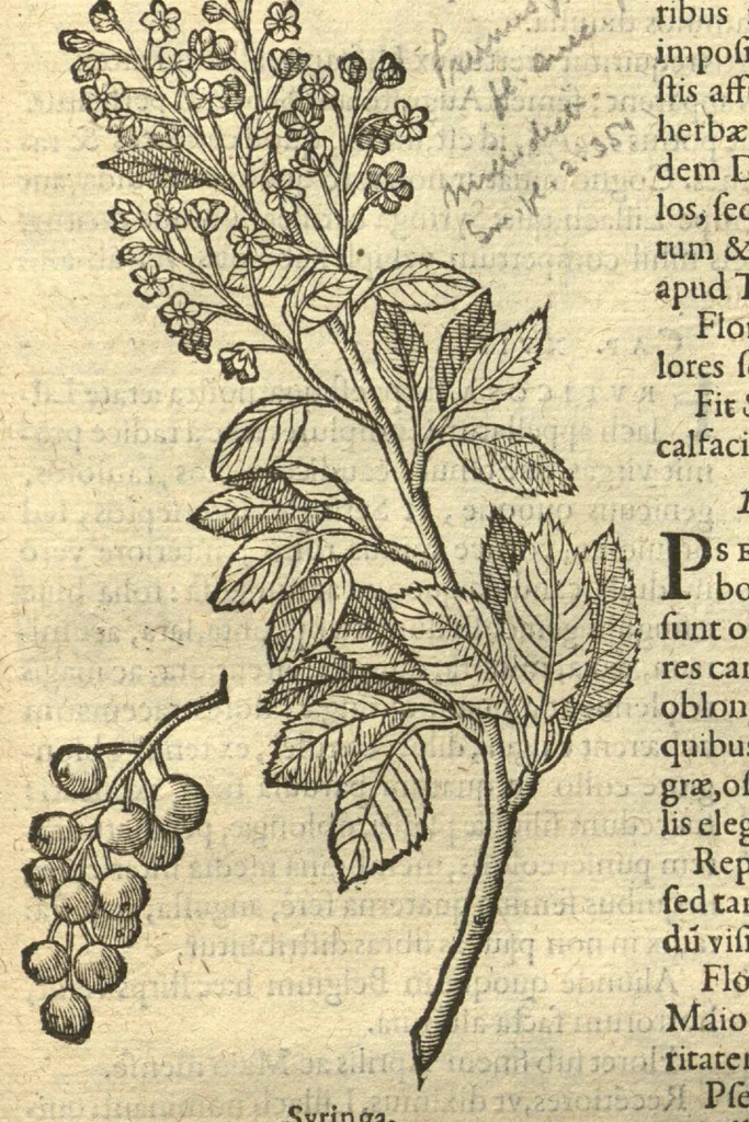An illustration from Remberti Dodonaei ... Stirpium historiae pemptades sex, sive libri XXX. Varie ab auctore, paullo ante mortem, aucti & emendati., 1616, leaf 793