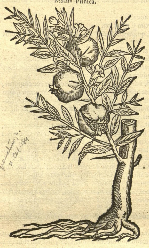 An illustration from Remberti Dodonaei ... Stirpium historiae pemptades sex, sive libri XXX. Varie ab auctore, paullo ante mortem, aucti & emendati., 1616, leaf 810
