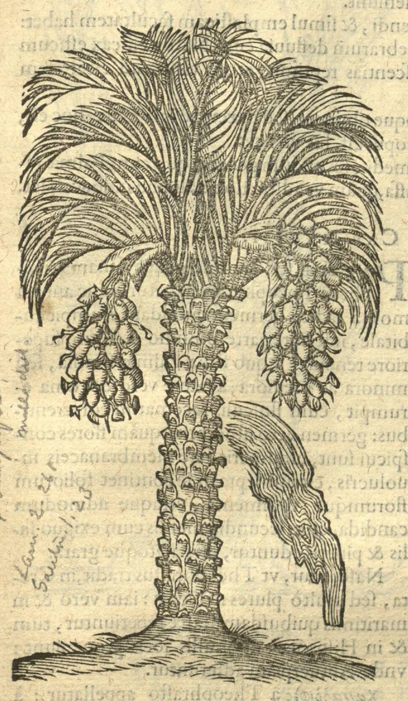 An illustration from Remberti Dodonaei ... Stirpium historiae pemptades sex, sive libri XXX. Varie ab auctore, paullo ante mortem, aucti & emendati., 1616, leaf 835