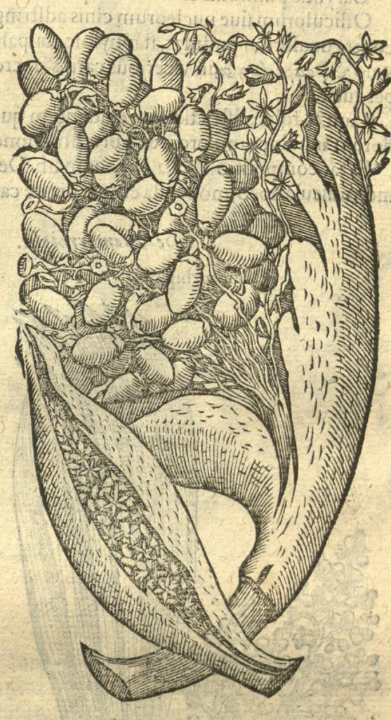 An illustration from Remberti Dodonaei ... Stirpium historiae pemptades sex, sive libri XXX. Varie ab auctore, paullo ante mortem, aucti & emendati., 1616, leaf 835