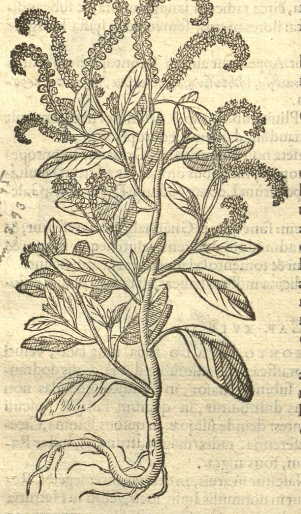 An illustration from Remberti Dodonaei ... Stirpium historiae pemptades sex, sive libri XXX. Varie ab auctore, paullo ante mortem, aucti & emendati., 1616, leaf 86