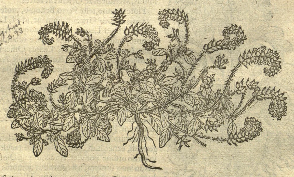 An illustration from Remberti Dodonaei ... Stirpium historiae pemptades sex, sive libri XXX. Varie ab auctore, paullo ante mortem, aucti & emendati., 1616, leaf 86
