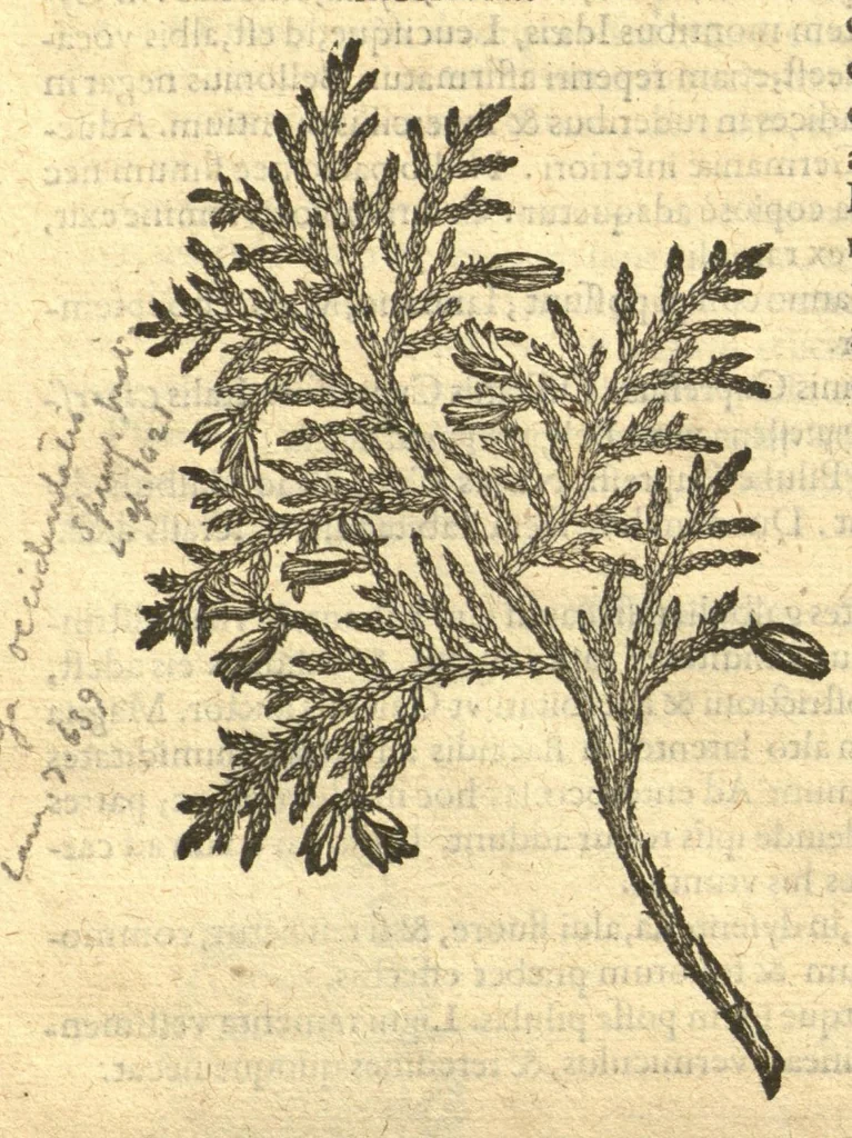 An illustration from Remberti Dodonaei ... Stirpium historiae pemptades sex, sive libri XXX. Varie ab auctore, paullo ante mortem, aucti & emendati., 1616, leaf 874