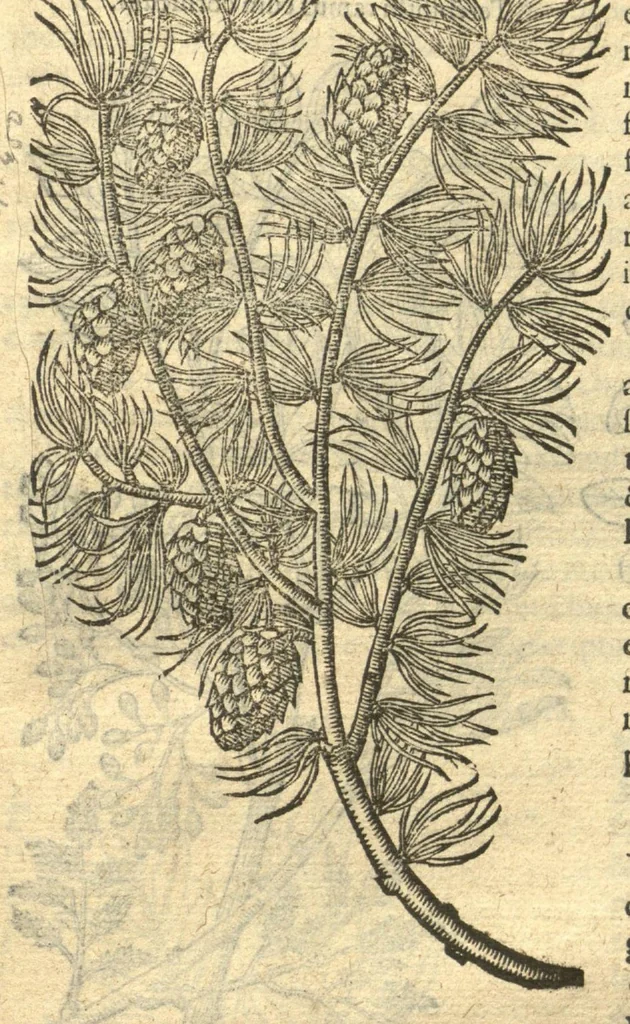 An illustration from Remberti Dodonaei ... Stirpium historiae pemptades sex, sive libri XXX. Varie ab auctore, paullo ante mortem, aucti & emendati., 1616, leaf 885