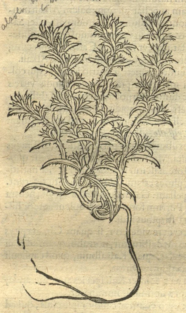 An illustration from Remberti Dodonaei ... Stirpium historiae pemptades sex, sive libri XXX. Varie ab auctore, paullo ante mortem, aucti & emendati., 1616, leaf 97
