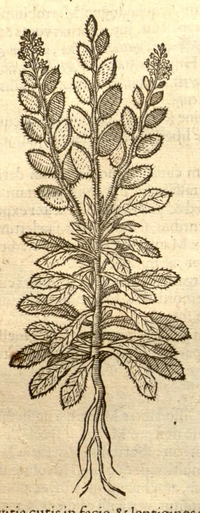 An illustration from Remberti Dodonaei ... Stirpium historiae pemptades sex, sive libri XXX., 1583, leaf 110