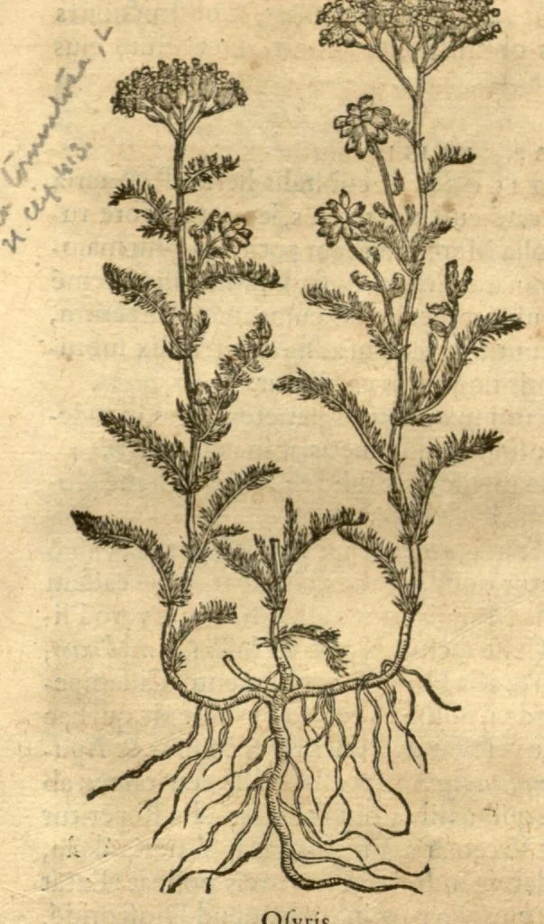 An illustration from Remberti Dodonaei ... Stirpium historiae pemptades sex, sive libri XXX., 1583, leaf 121