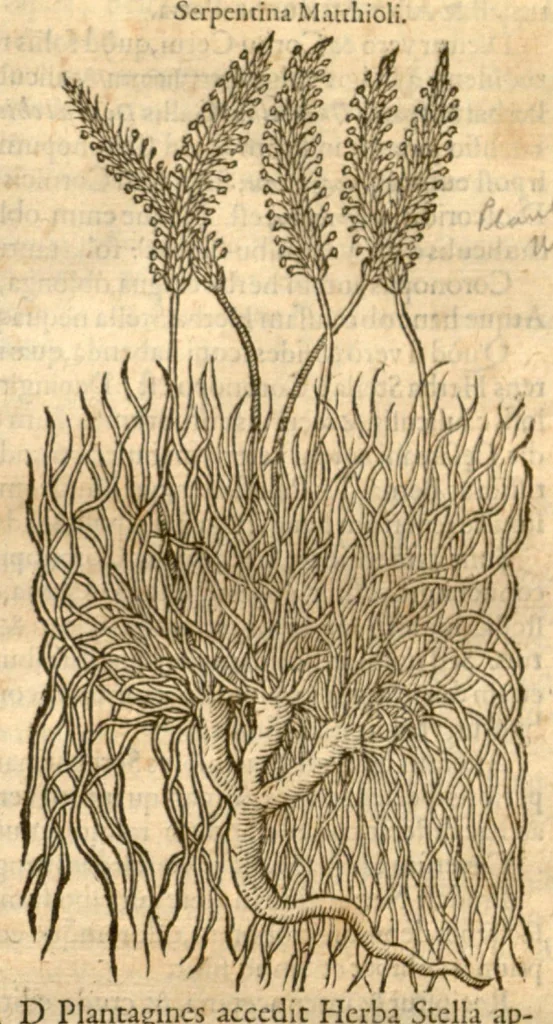 An illustration from Remberti Dodonaei ... Stirpium historiae pemptades sex, sive libri XXX., 1583, leaf 129