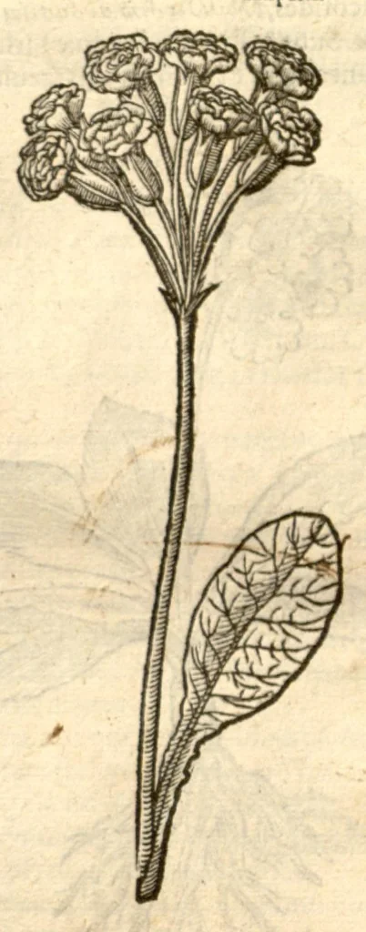 An illustration from Remberti Dodonaei ... Stirpium historiae pemptades sex, sive libri XXX., 1583, leaf 167