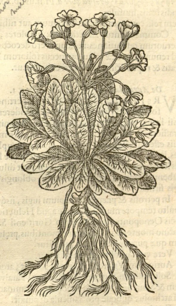 An illustration from Remberti Dodonaei ... Stirpium historiae pemptades sex, sive libri XXX., 1583, leaf 167