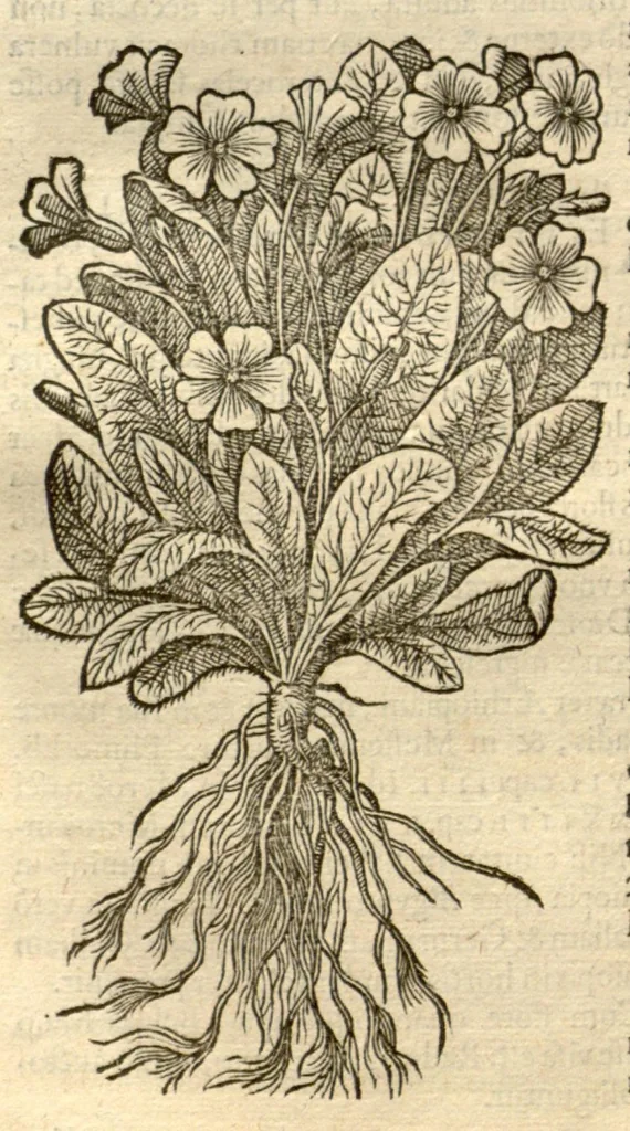 An illustration from Remberti Dodonaei ... Stirpium historiae pemptades sex, sive libri XXX., 1583, leaf 167