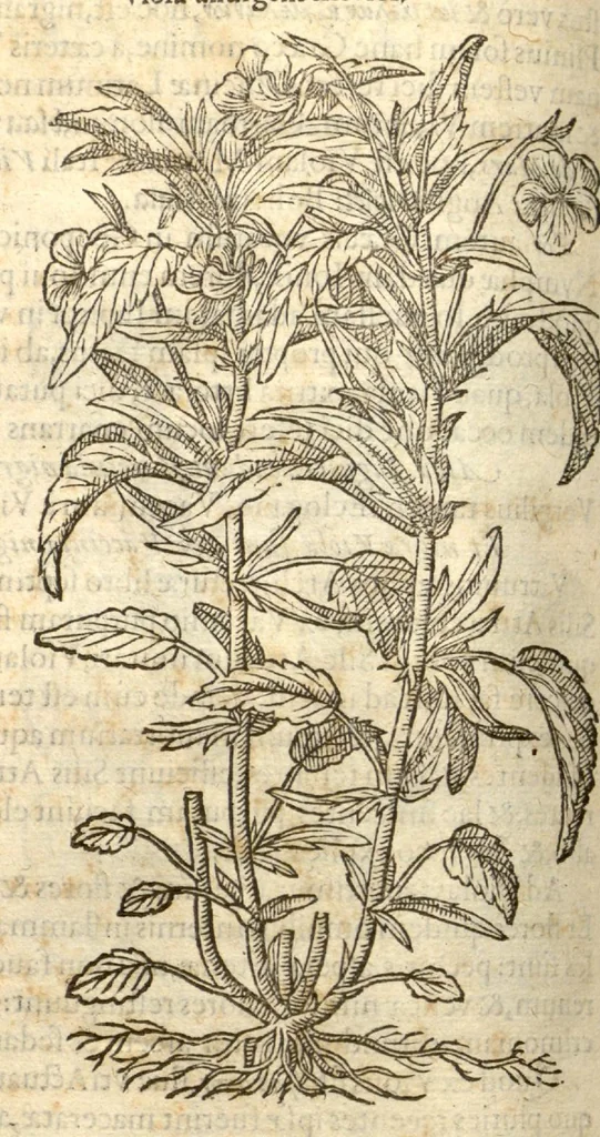 An illustration from Remberti Dodonaei ... Stirpium historiae pemptades sex, sive libri XXX., 1583, leaf 178