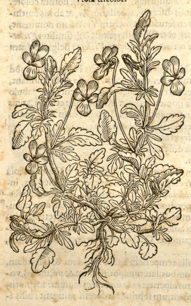 An illustration from Remberti Dodonaei ... Stirpium historiae pemptades sex, sive libri XXX., 1583, leaf 178