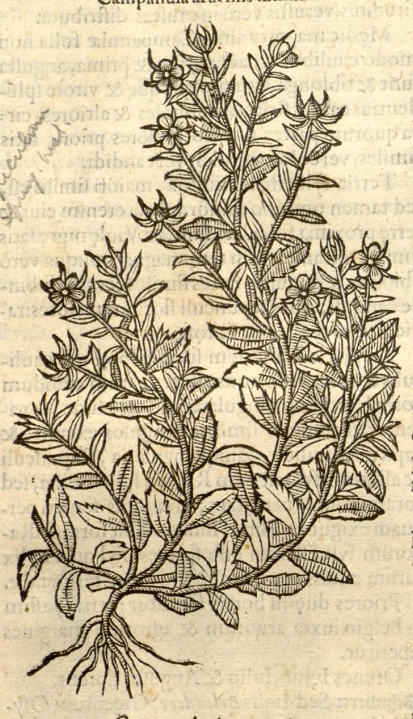 An illustration from Remberti Dodonaei ... Stirpium historiae pemptades sex, sive libri XXX., 1583, leaf 188