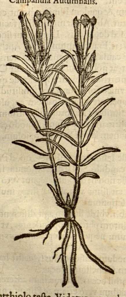 An illustration from Remberti Dodonaei ... Stirpium historiae pemptades sex, sive libri XXX., 1583, leaf 188