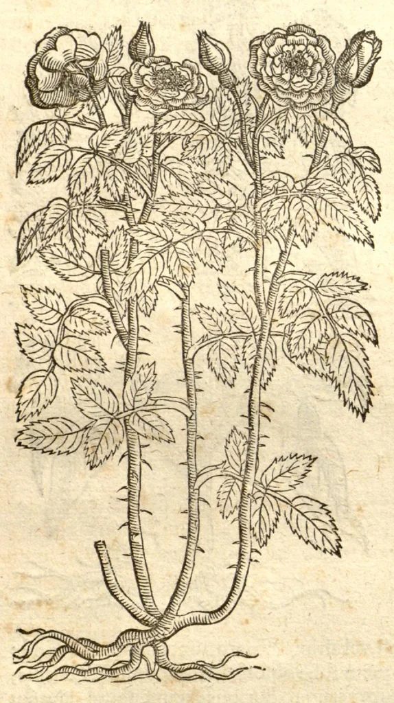 An illustration from Remberti Dodonaei ... Stirpium historiae pemptades sex, sive libri XXX., 1583, leaf 206