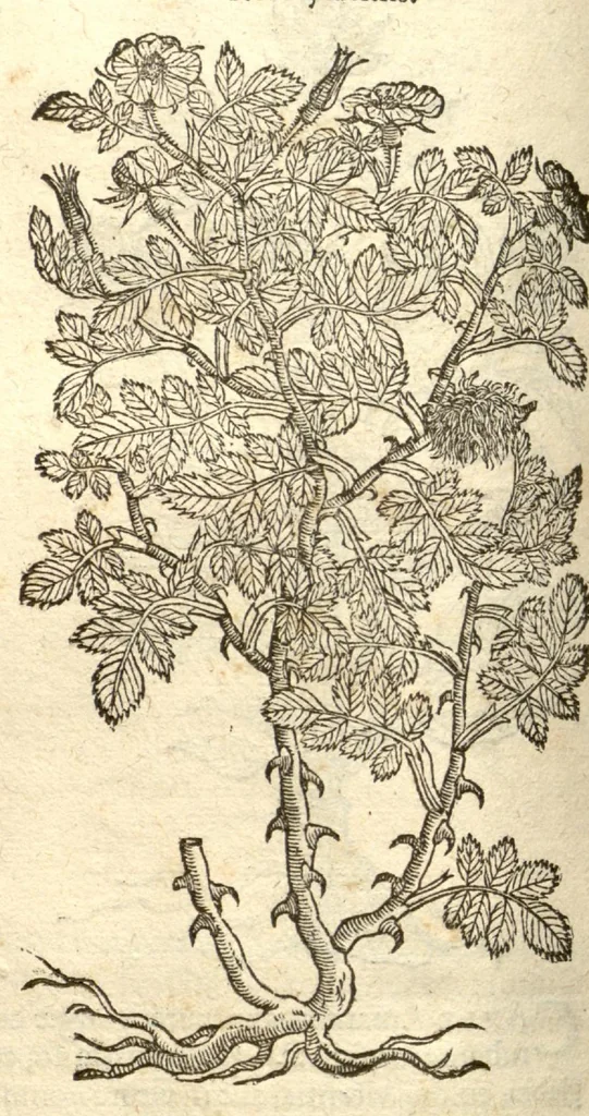 An illustration from Remberti Dodonaei ... Stirpium historiae pemptades sex, sive libri XXX., 1583, leaf 206