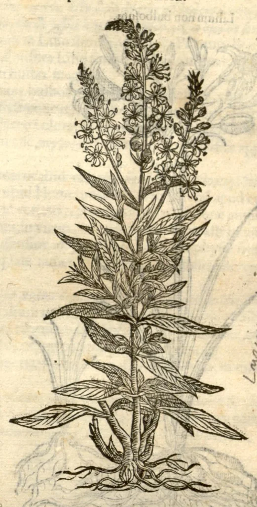 An illustration from Remberti Dodonaei ... Stirpium historiae pemptades sex, sive libri XXX., 1583, leaf 223