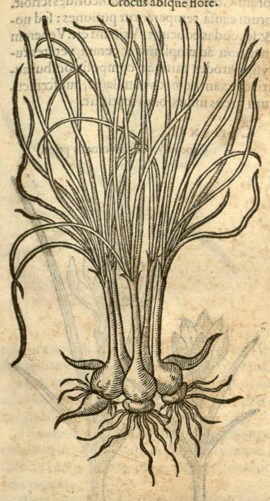 An illustration from Remberti Dodonaei ... Stirpium historiae pemptades sex, sive libri XXX., 1583, leaf 233