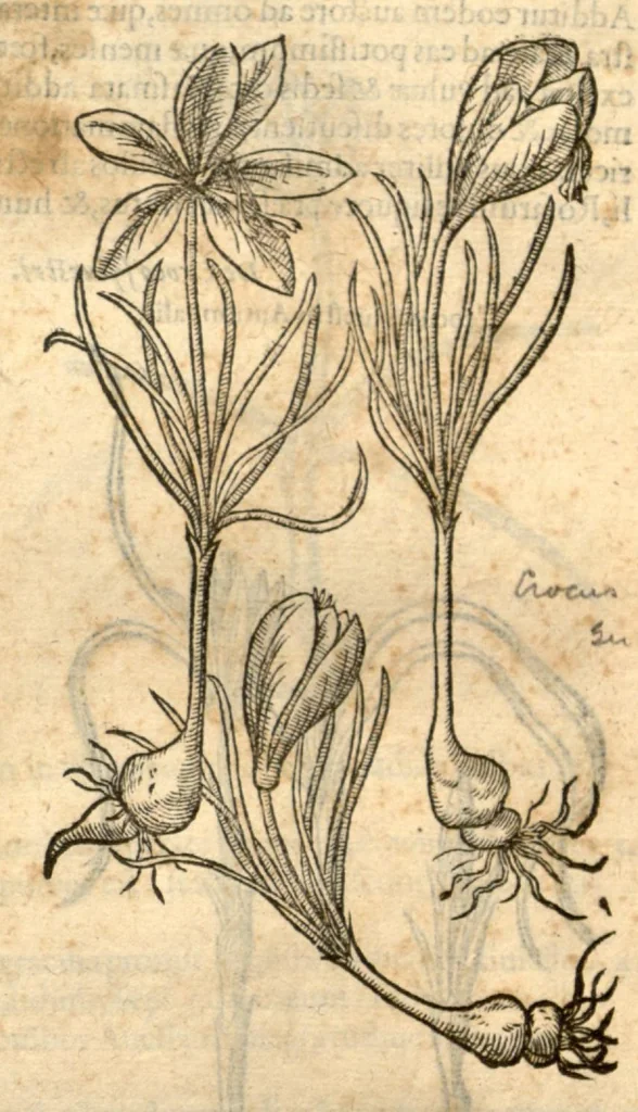An illustration from Remberti Dodonaei ... Stirpium historiae pemptades sex, sive libri XXX., 1583, leaf 233