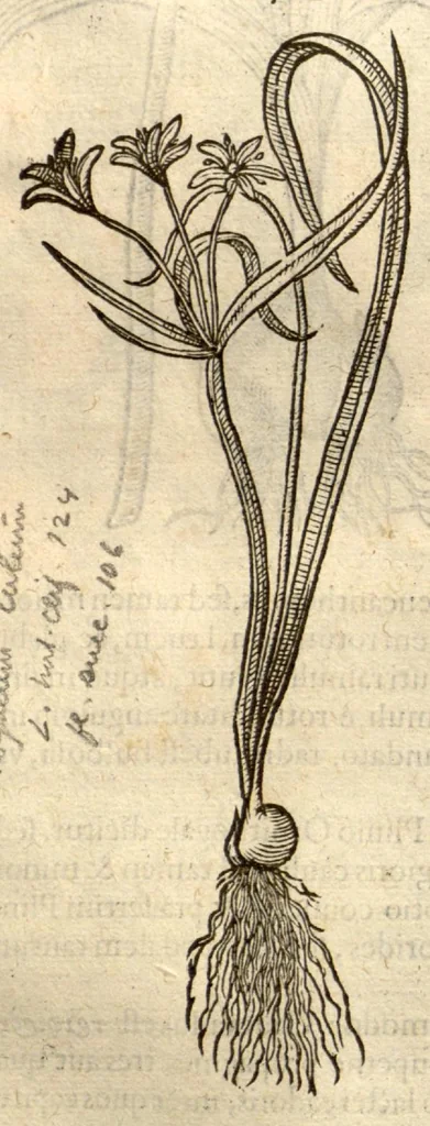 An illustration from Remberti Dodonaei ... Stirpium historiae pemptades sex, sive libri XXX., 1583, leaf 242