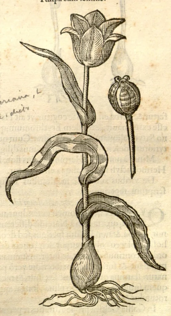 An illustration from Remberti Dodonaei ... Stirpium historiae pemptades sex, sive libri XXX., 1583, leaf 251