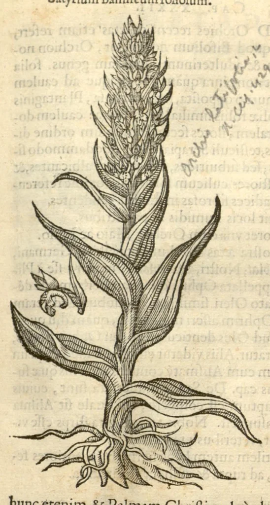 An illustration from Remberti Dodonaei ... Stirpium historiae pemptades sex, sive libri XXX., 1583, leaf 261
