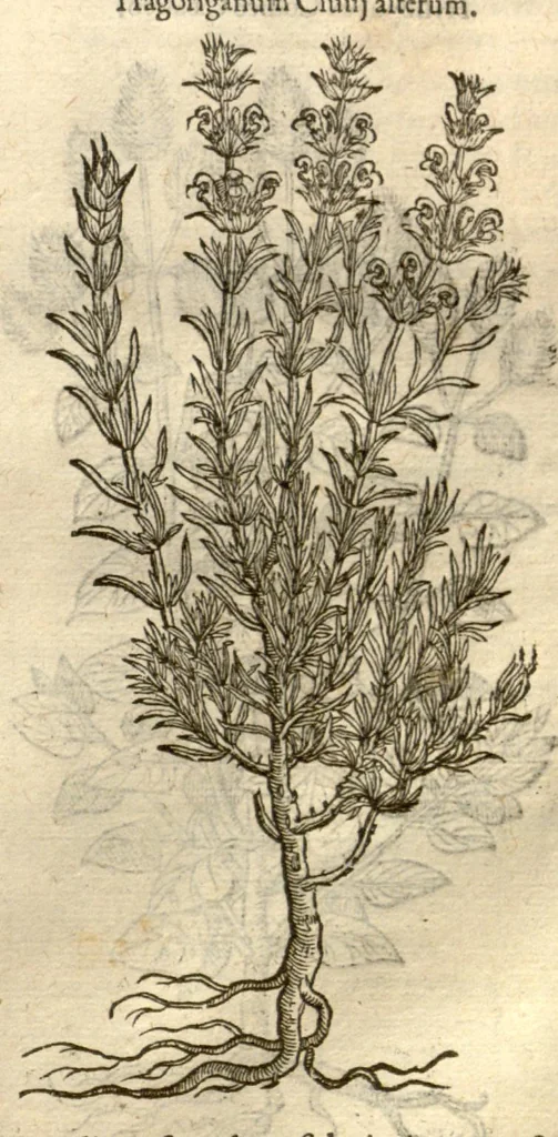 An illustration from Remberti Dodonaei ... Stirpium historiae pemptades sex, sive libri XXX., 1583, leaf 305