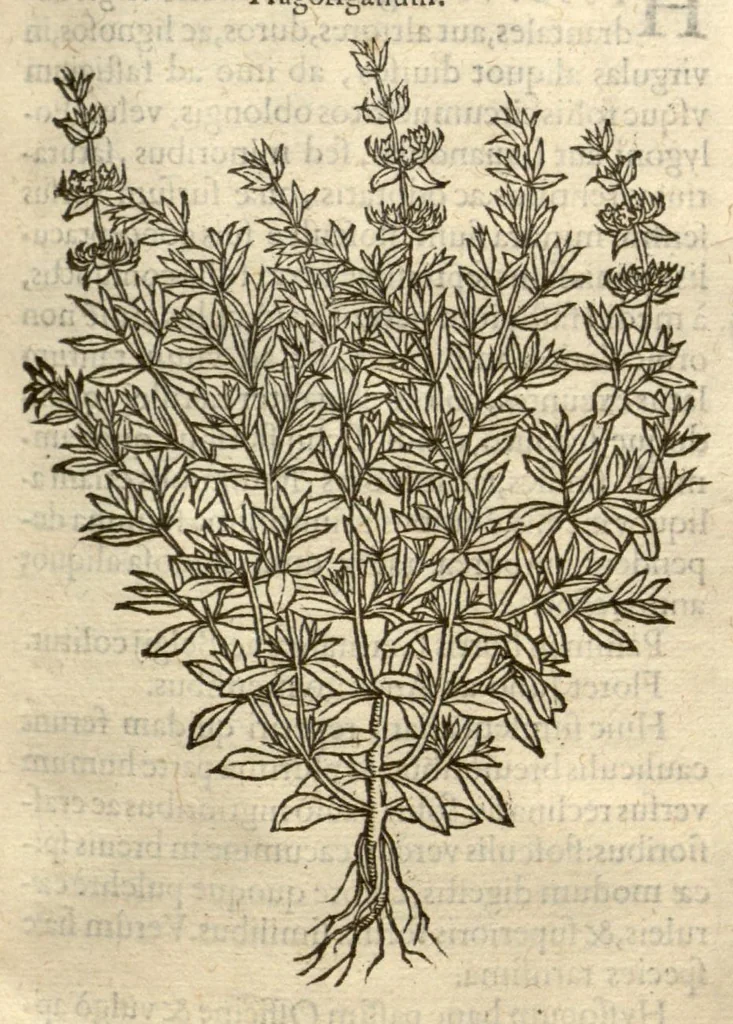 An illustration from Remberti Dodonaei ... Stirpium historiae pemptades sex, sive libri XXX., 1583, leaf 305