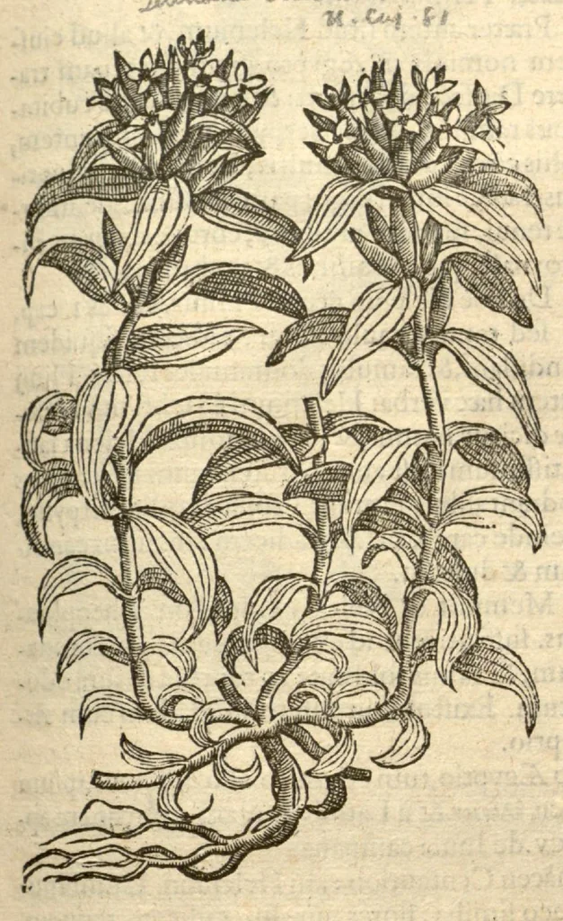An illustration from Remberti Dodonaei ... Stirpium historiae pemptades sex, sive libri XXX., 1583, leaf 362