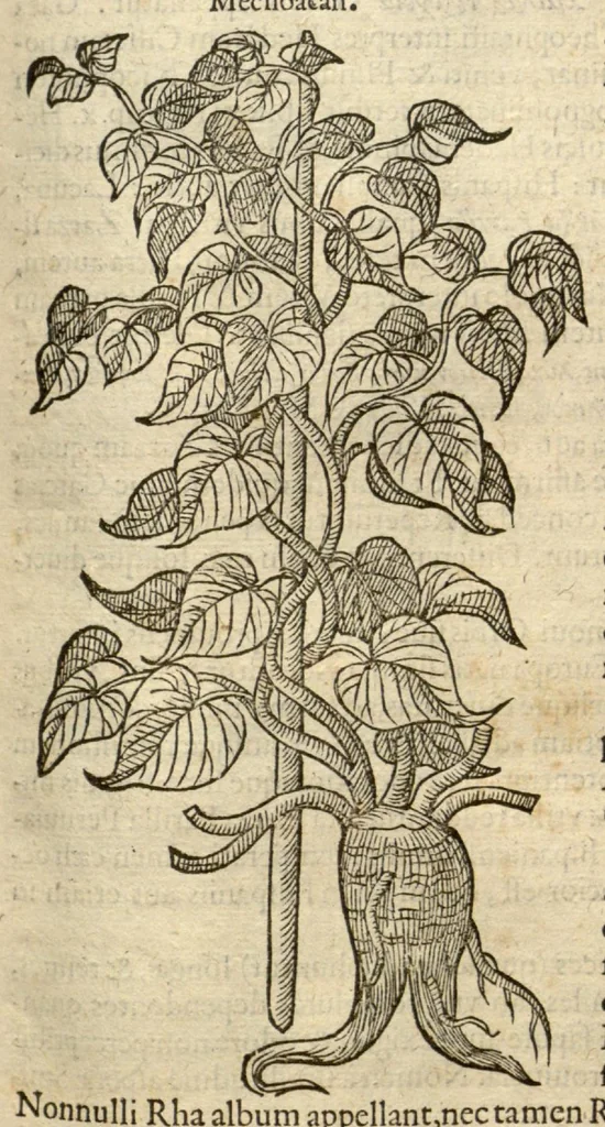 An illustration from Remberti Dodonaei ... Stirpium historiae pemptades sex, sive libri XXX., 1583, leaf 414