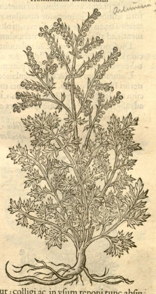 An illustration from Remberti Dodonaei ... Stirpium historiae pemptades sex, sive libri XXX., 1583, leaf 43