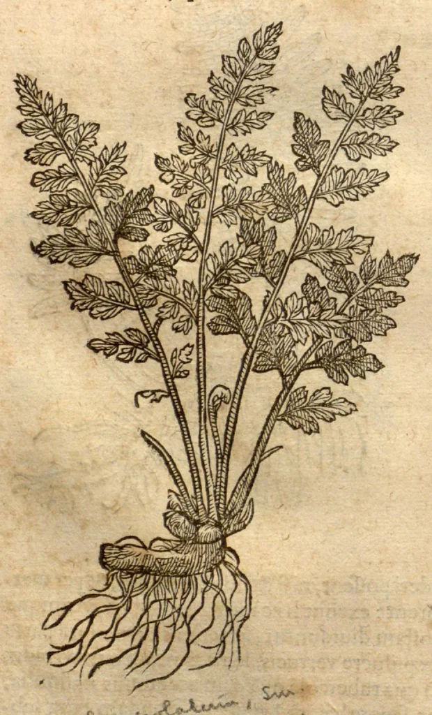 An illustration from Remberti Dodonaei ... Stirpium historiae pemptades sex, sive libri XXX., 1583, leaf 483