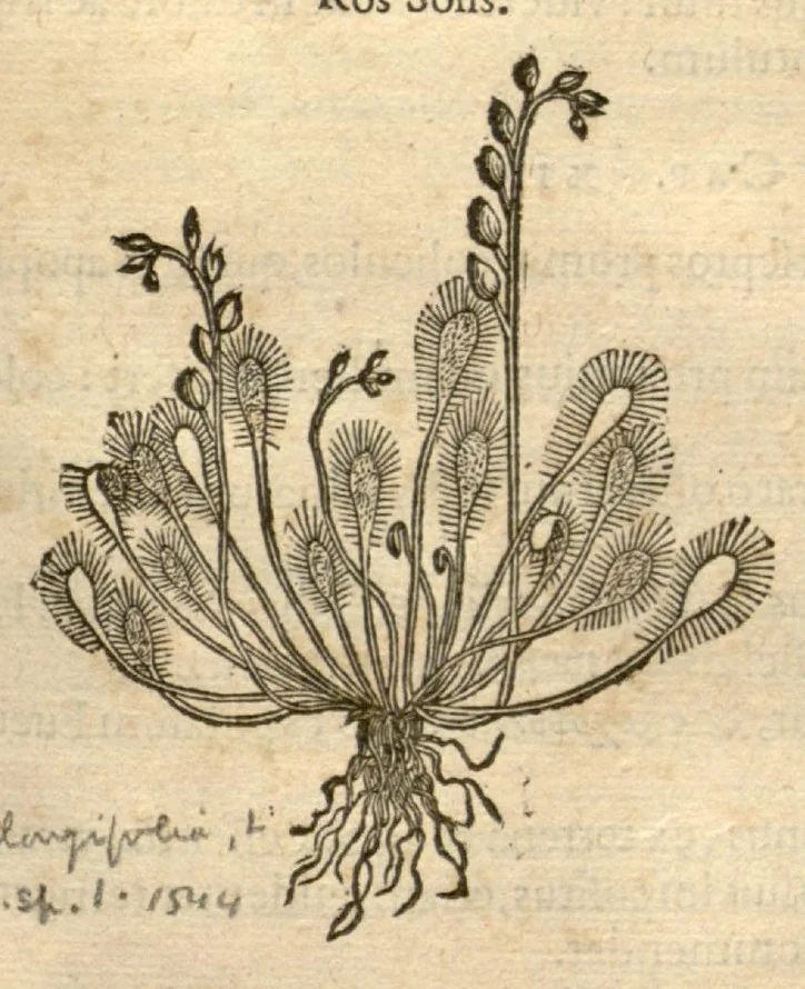 An illustration from Remberti Dodonaei ... Stirpium historiae pemptades sex, sive libri XXX., 1583, leaf 492