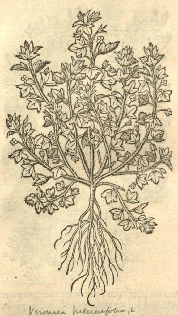 An illustration from Remberti Dodonaei ... Stirpium historiae pemptades sex, sive libri XXX., 1583, leaf 51