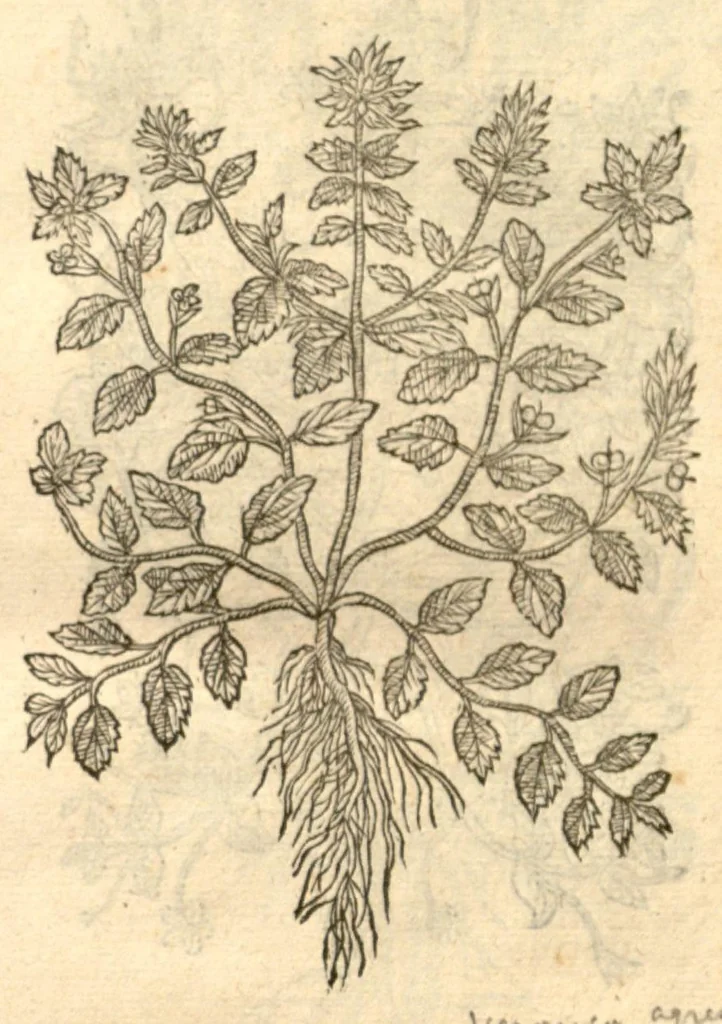 An illustration from Remberti Dodonaei ... Stirpium historiae pemptades sex, sive libri XXX., 1583, leaf 51