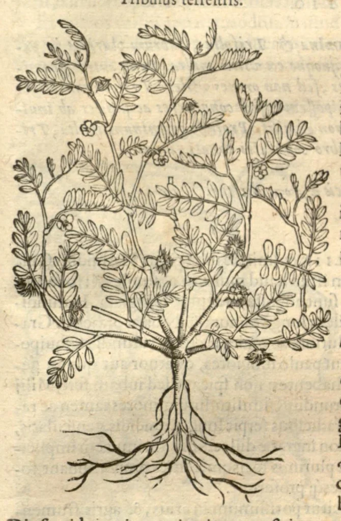 An illustration from Remberti Dodonaei ... Stirpium historiae pemptades sex, sive libri XXX., 1583, leaf 568