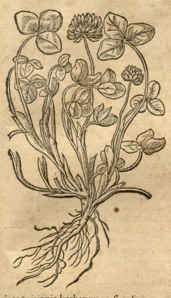 An illustration from Remberti Dodonaei ... Stirpium historiae pemptades sex, sive libri XXX., 1583, leaf 576