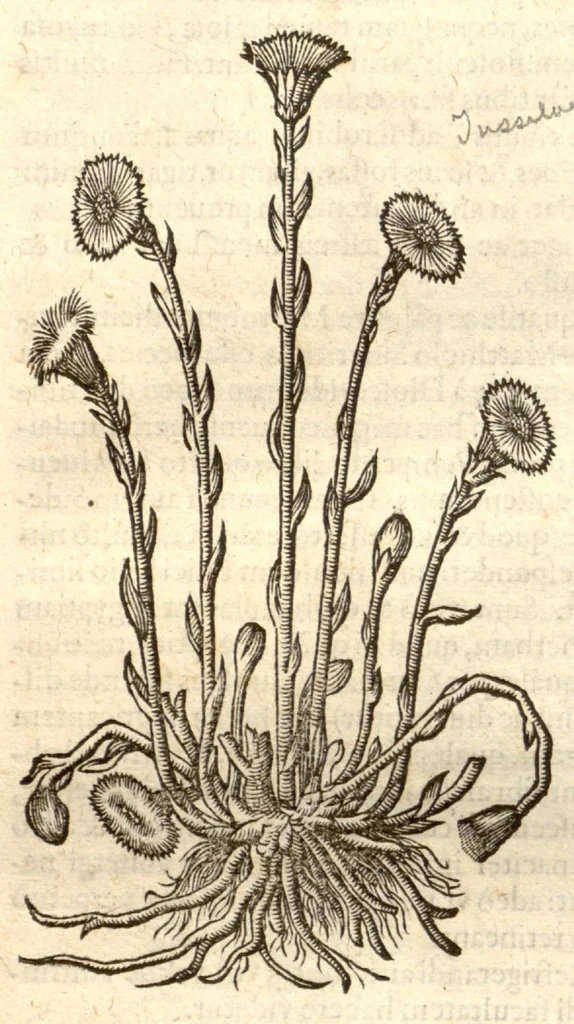 An illustration from Remberti Dodonaei ... Stirpium historiae pemptades sex, sive libri XXX., 1583, leaf 607