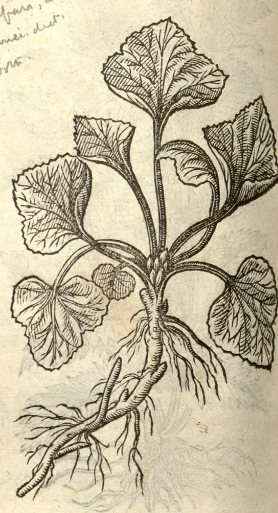 An illustration from Remberti Dodonaei ... Stirpium historiae pemptades sex, sive libri XXX., 1583, leaf 607