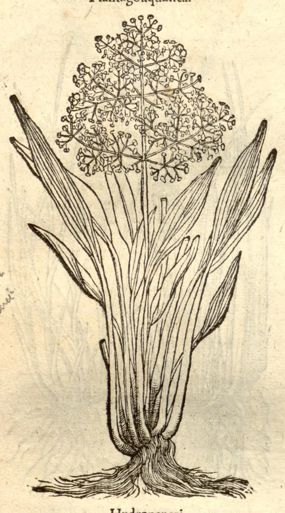 An illustration from Remberti Dodonaei ... Stirpium historiae pemptades sex, sive libri XXX., 1583, leaf 617