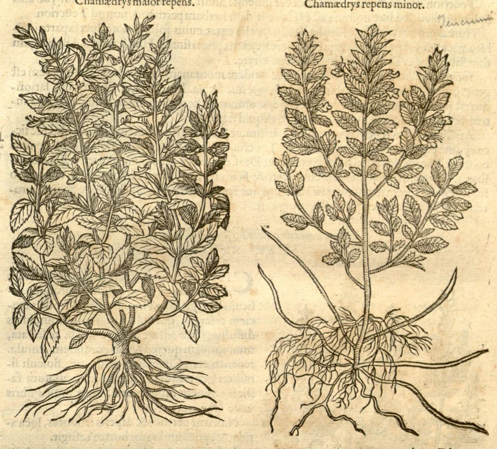 An illustration from Remberti Dodonaei ... Stirpium historiae pemptades sex, sive libri XXX., 1583, leaf 63