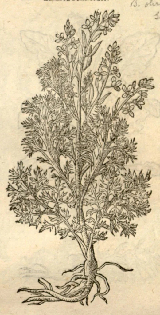An illustration from Remberti Dodonaei ... Stirpium historiae pemptades sex, sive libri XXX., 1583, leaf 632
